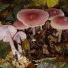 Mycena rosea, Rosa Rettichhelmling
